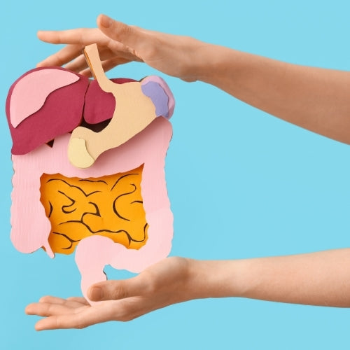 GI Health & Digestive Support