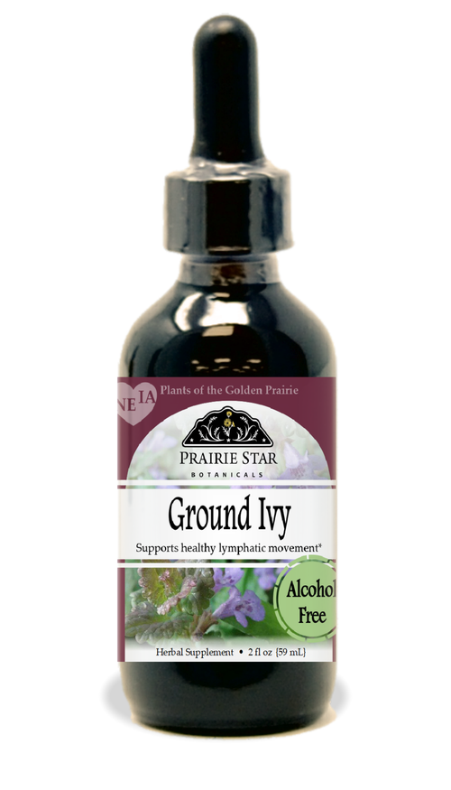 Ground Ivy
