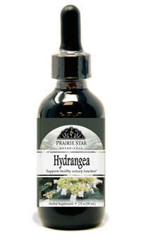 Hydrangea