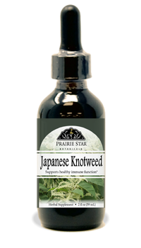 Japanese Knotweed