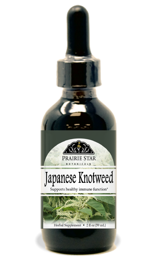 Japanese Knotweed