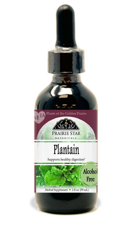 Plantain