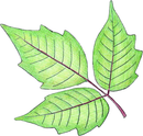 Poison Ivy Spray