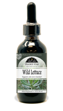 Wild Lettuce