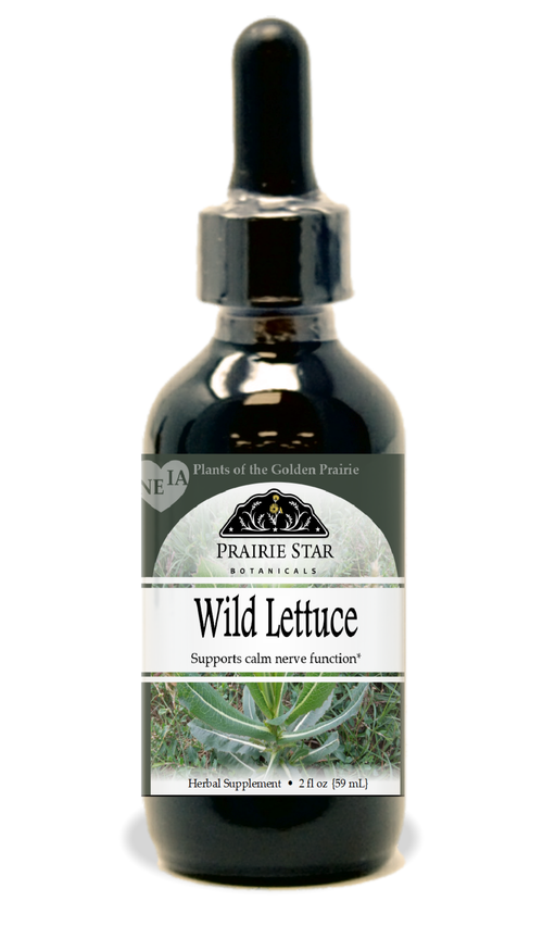 Wild Lettuce